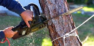 Why Choose Our Tree Removal Services in Montrose, VA?