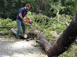 Best Tree Trimming and Pruning  in Montrose, VA