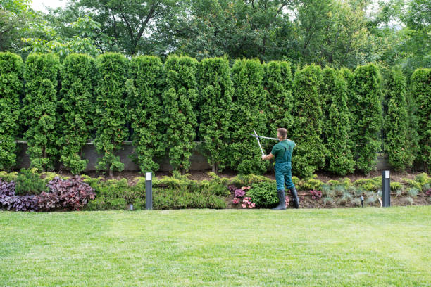 Best Lawn Maintenance Plans  in Montrose, VA