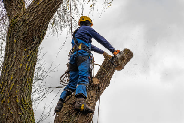 Best Tree Risk Assessment  in Montrose, VA