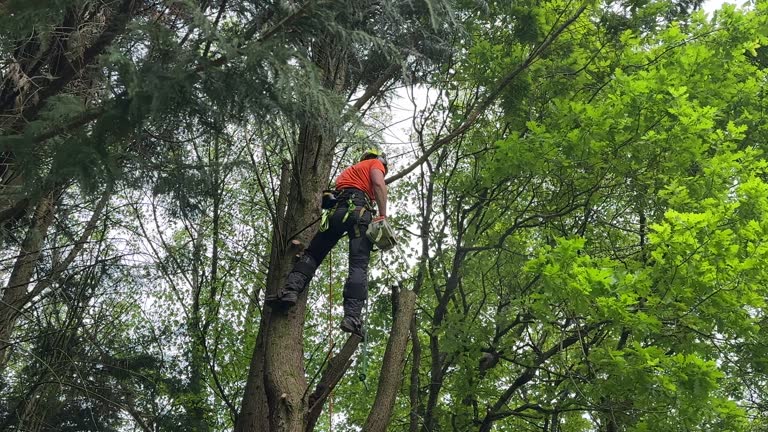 Best Hedge Trimming  in Montrose, VA