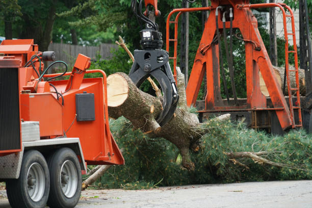 Best Storm Damage Tree Cleanup  in Montrose, VA