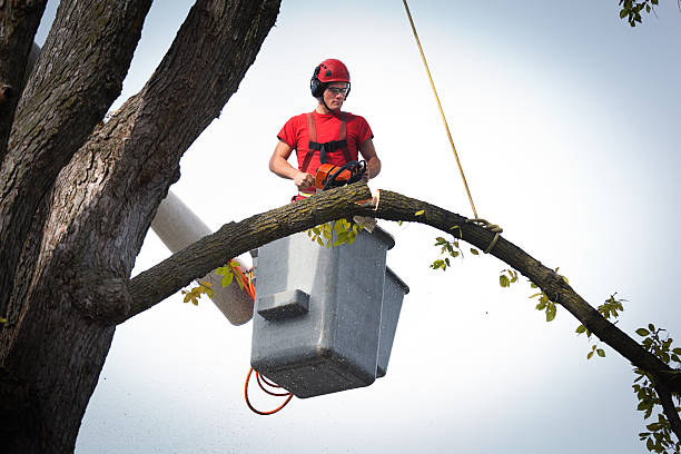 Reliable Montrose, VA  Tree Services Solutions