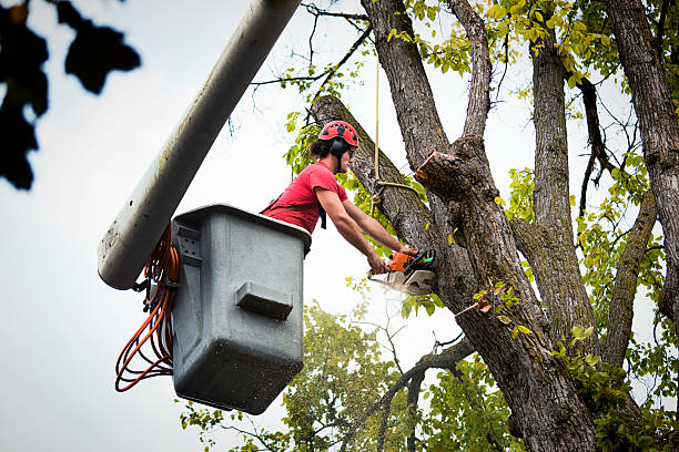 Best Mulching Services  in Montrose, VA