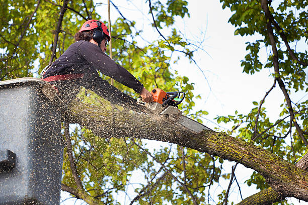 Best Tree Cabling and Bracing  in Montrose, VA