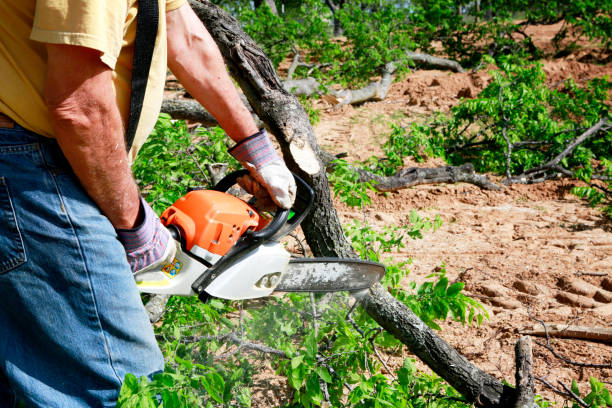 Best Emergency Tree Removal  in Montrose, VA